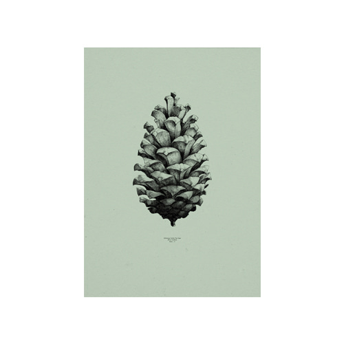 Nature 1:1 Pine Cone Mint green