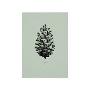 Nature 1:1 Pine Cone Mint green