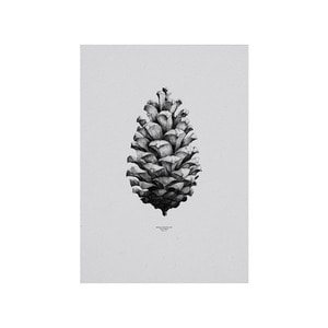 Nature 1:1 Pine Cone Grey