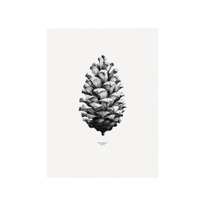 Nature 1:1 Pine Cone White